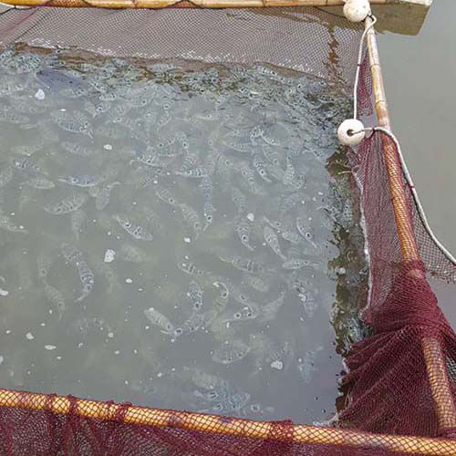 生態(tài)種養(yǎng)