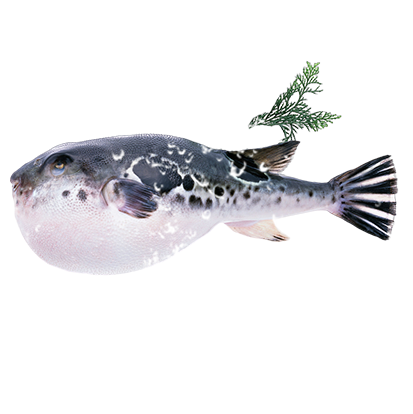 河豚的養(yǎng)殖方法