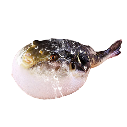 河豚養(yǎng)殖的日常管理